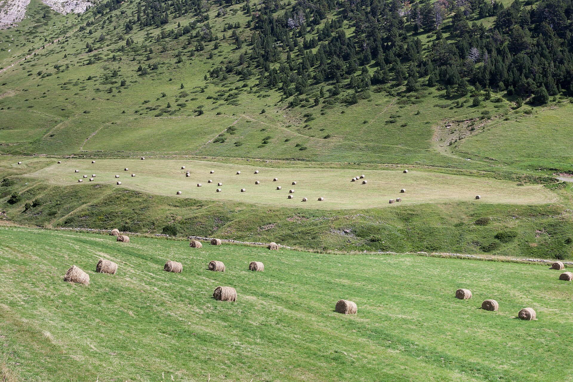 Prats segats amb rotlles d'herba entre el Coll d'Ordino i Canillo, a l'estiu